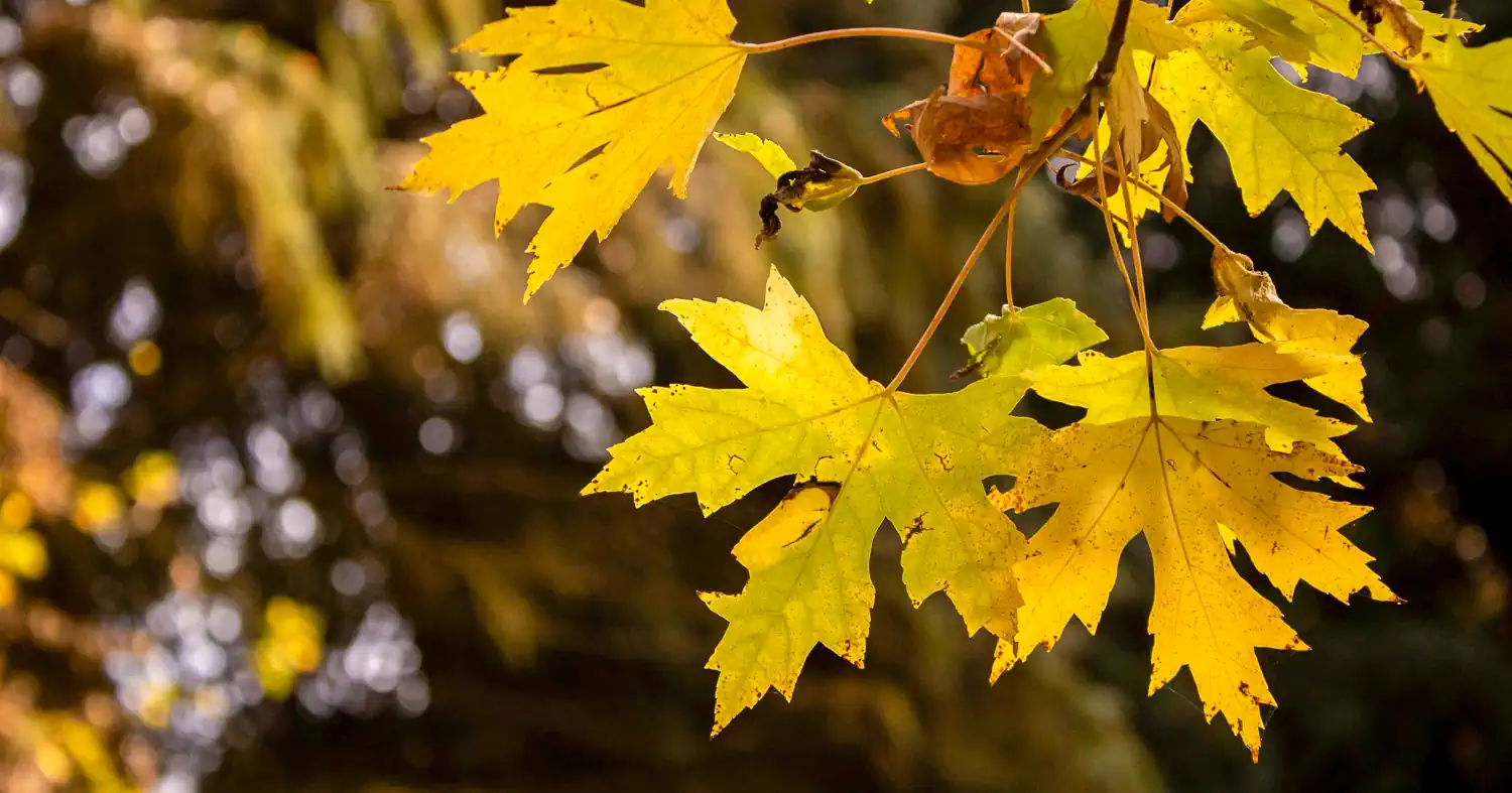 Weboldal szerkesztés Kaposvár