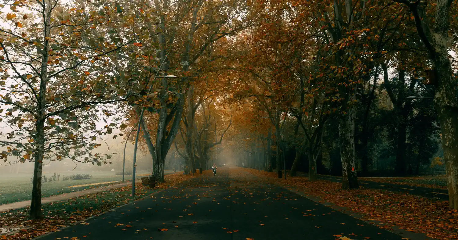 Weboldal készítés Szeged