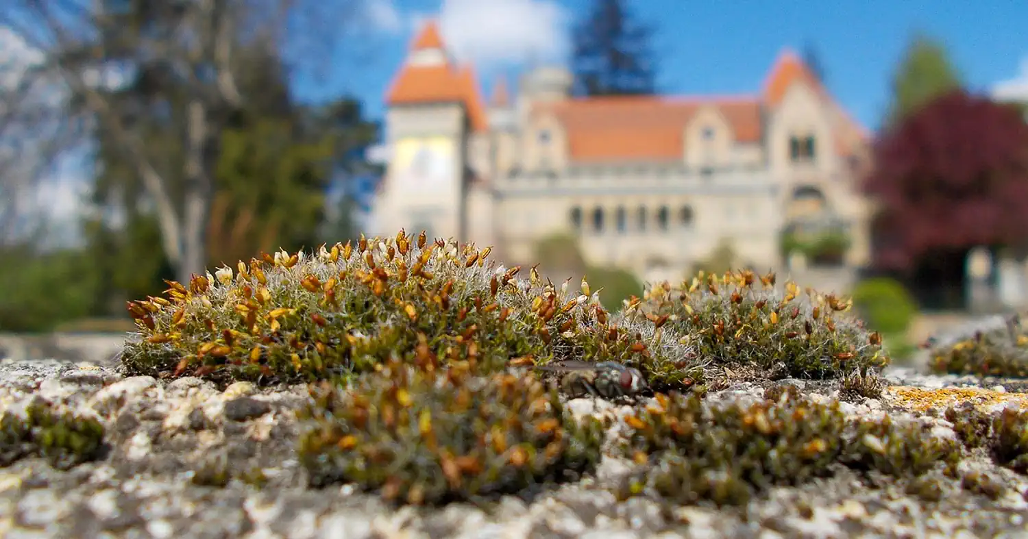 Weboldal készítés Székesfehérvár