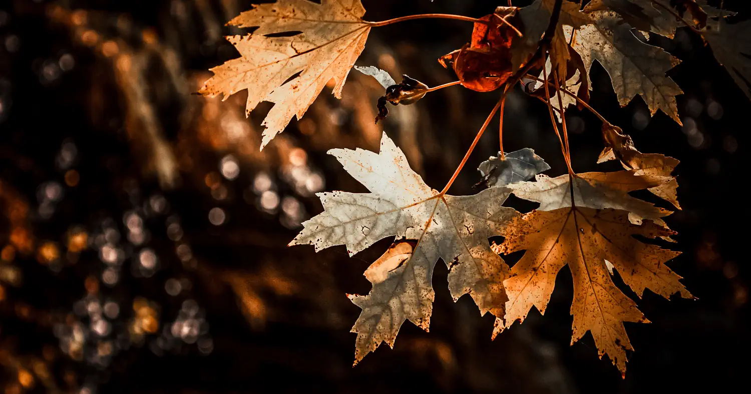 Céges weboldal készítés Kaposvár