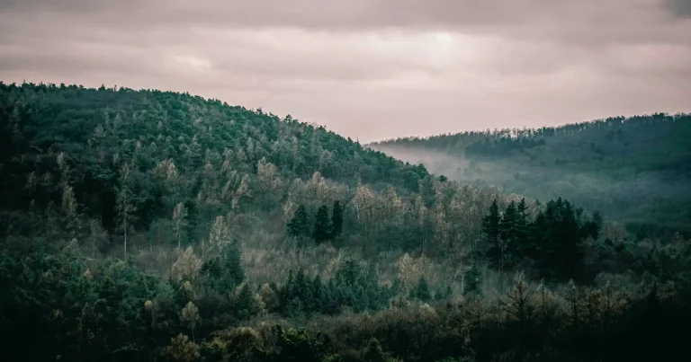 Webshop készítés Sopron