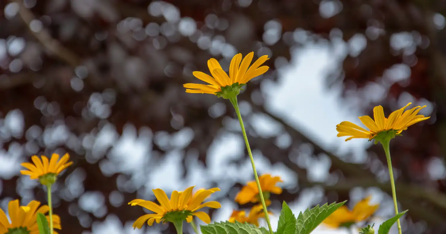 Weblapkészítés Bács-Kiskun megyében