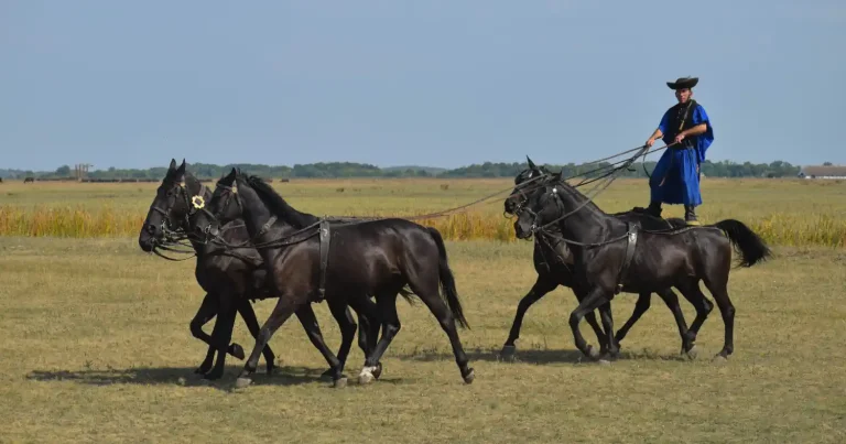 Weblapkészítés Hajdú-Bihar megyében