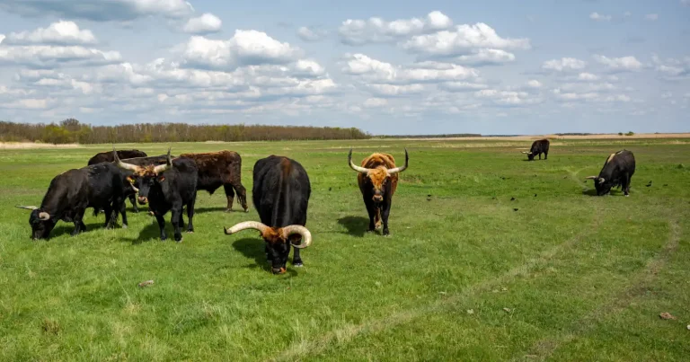 Webáruház készítés Hajdú-Bihar megyében